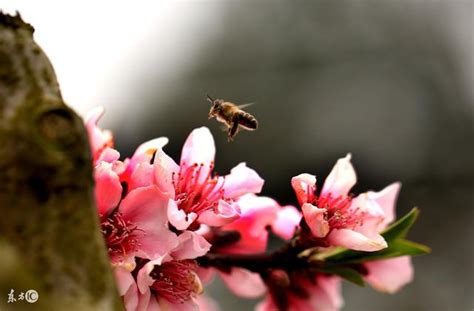 斬斷爛桃花